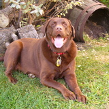 Entry image for Beauregard