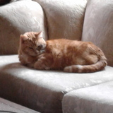 Entry image for Crush