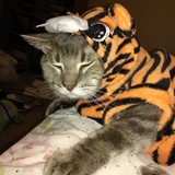 Entry image for Fish