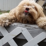 Entry image for Oliver