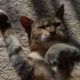 Entry image for Cali