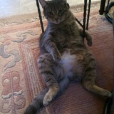 Entry image for Bree