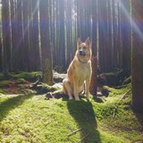 Entry image for Bosco