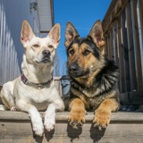 Entry image for Zelda & Callie