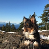 Entry image for Cooper