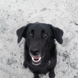 Entry image for Thomas