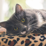 Entry image for Betsy