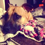 Entry image for Stella