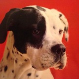 Entry image for Sadie