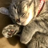 Entry image for Zillara