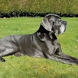 Entry image for Danny