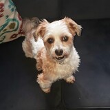 Entry image for Copper