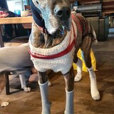 Entry image for Bardon