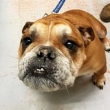 Entry image for alvin