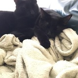 Entry image for Toes and Ebony