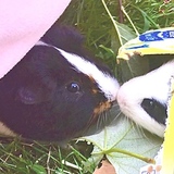 Entry image for Bobby and Birdie