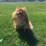 Entry image for Peanut