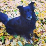 Entry image for Gabriel