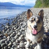 Entry image for Peeps