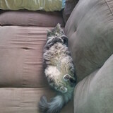 Entry image for Petals