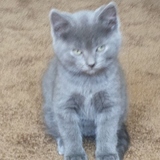 Entry image for Brussel