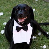 Entry image for Jack