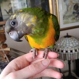 Entry image for Emma