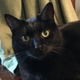 Entry image for Cleokatra