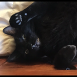 Entry image for aѕĸнιм