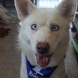 Entry image for Luna