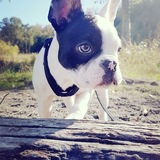 Entry image for Theodore