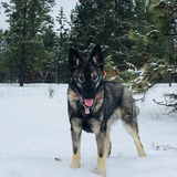 Entry image for Ranger 