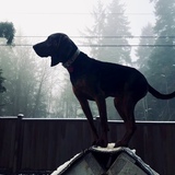 Entry image for Carolina Jessamine 