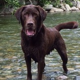 Entry image for Winchester