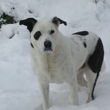 Entry image for Diesel 