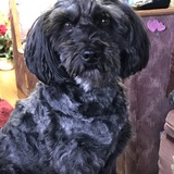 Entry image for Teddy