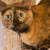 Entry image for Soshi