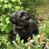 Entry image for Teddy