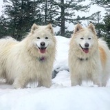 Entry image for Tovah and Makita