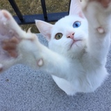 Entry image for Bella