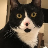 Entry image for Neko