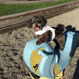 Entry image for Roxi