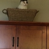 Entry image for Casper