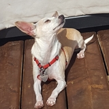 Entry image for Lolly