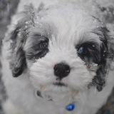 Entry image for Oliver Blu