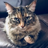 Entry image for Molly