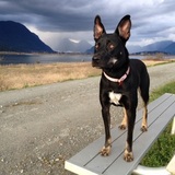 Entry image for Roxy