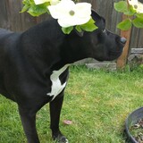 Entry image for Pepper