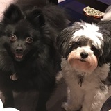 Entry image for Honey and Quincy