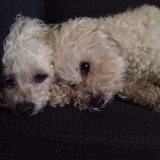 Entry image for Buddy and Jackson